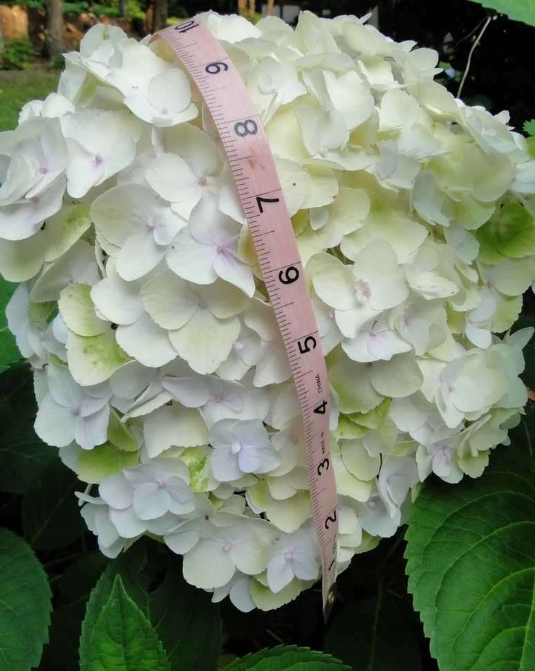 Гортензия крупнолистная `Эндлесс Саммер Зе Брайд `, Hydrangea ...